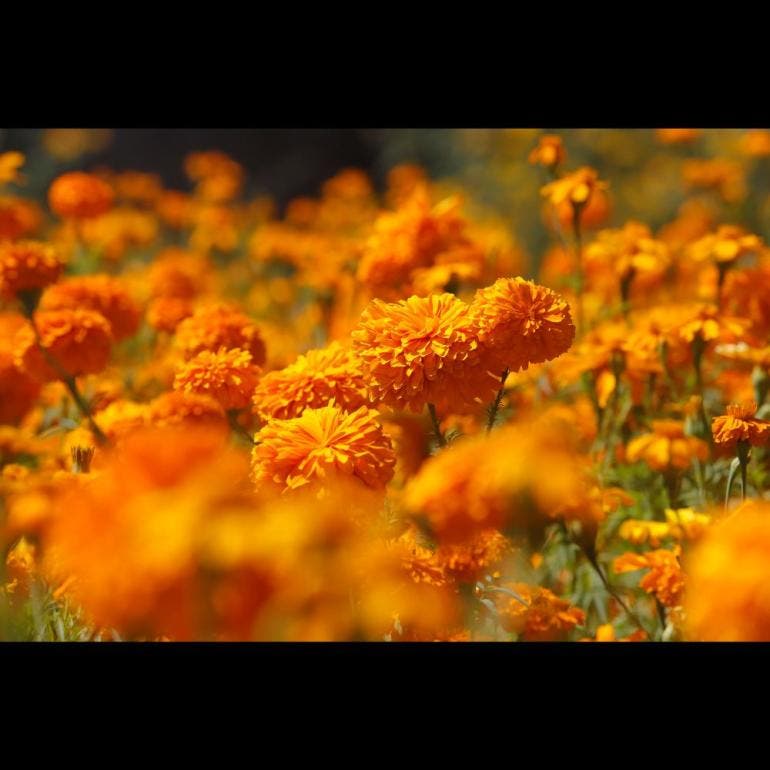 Cosecha de flores de cempasúchil en Atlixco, Puebla (EFE)