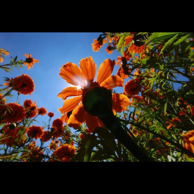 Cosecha de flores de cempasúchil en Atlixco, Puebla (EFE)