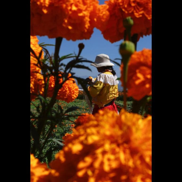 Cosecha de flores de cempasúchil en Atlixco, Puebla (EFE)