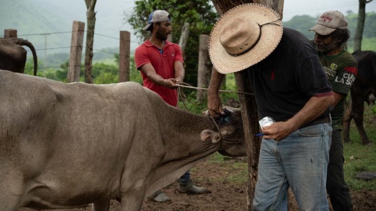 caso gusano barrenador Queretaro.jpg