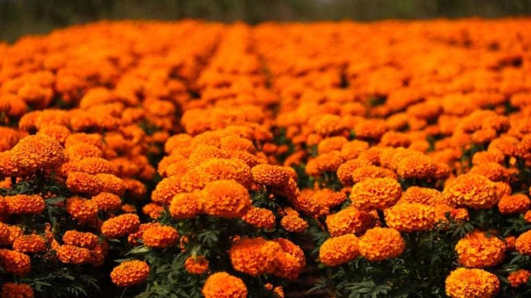 La Ciudad de México dio inicio al tradicional Festival de las Flores de Cempasúchil 2025,