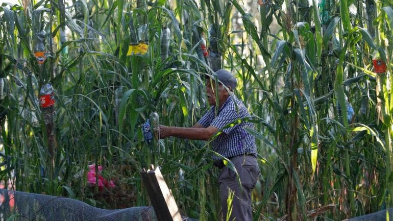 Jesús Pulido Gálvez supervisa una milpa en la ciudad de Guadalajara