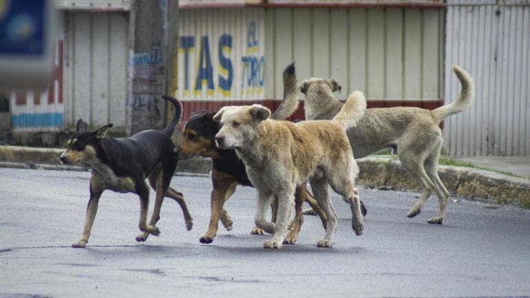 perros Callejeros