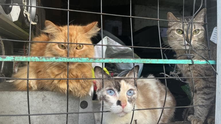 se oponen comerciantes prohibicion venta animales.jpg