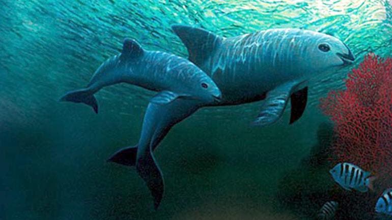 Vaquita Marina confirman avistamiento.jpg