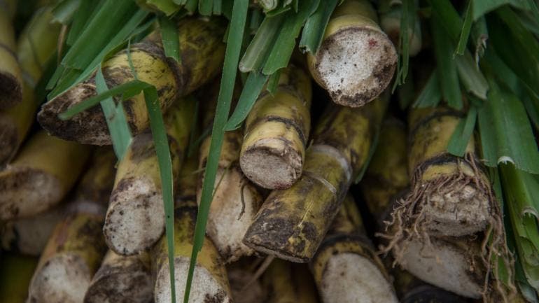 aumenta Mexico aranceles azucar.jpg