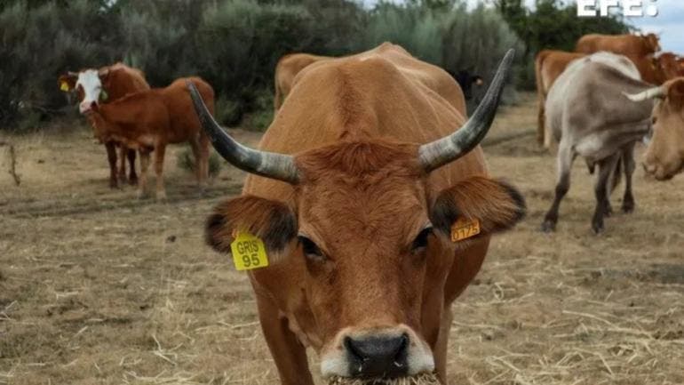 detectan tercer caso gusano barrenador Nuevo Leon.jpg