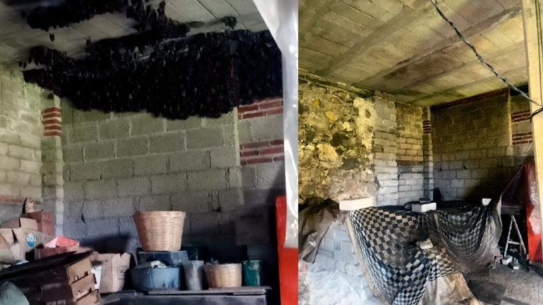 Familia adopta murciélagos en Tlaxcala