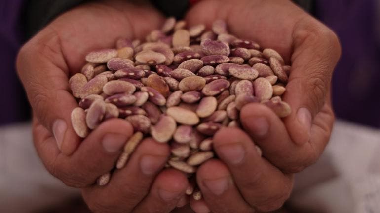 Brugada Molina destacó que el frijol y el maíz son la base de la alimentación nacional y señaló que los gobiernos deben asegurar que estos productos lleguen directamente del productor al consumidor. 