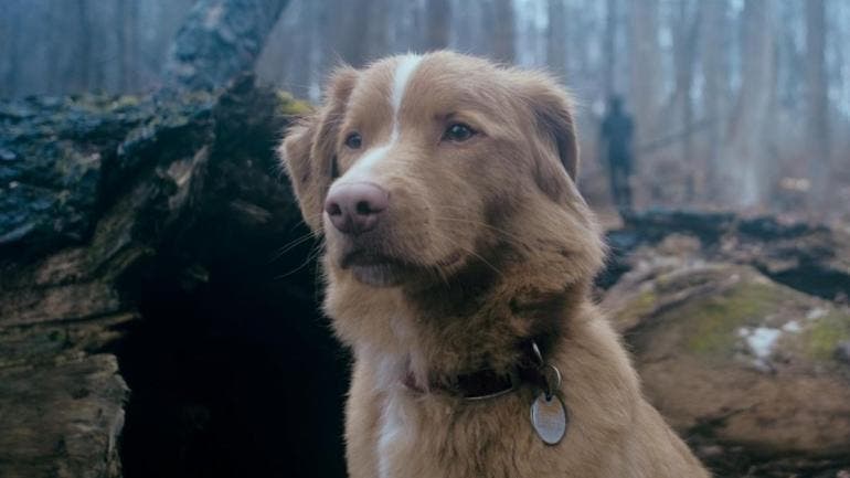 Indy el perro es nominado 