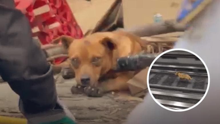 Un perrito logró colarse a las vías de la Línea 2 y, con la tranquilidad de quien no paga pasaje, recorrió 20 estaciones antes de ser finalmente rescatado.