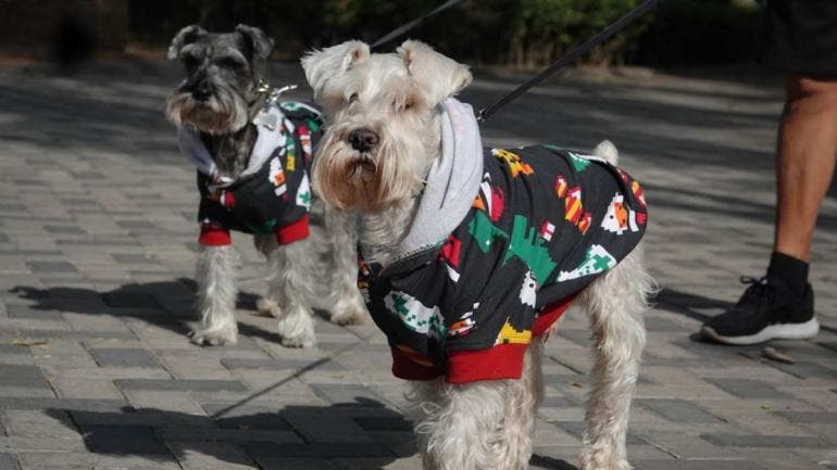 Cuidado mascotas frío 