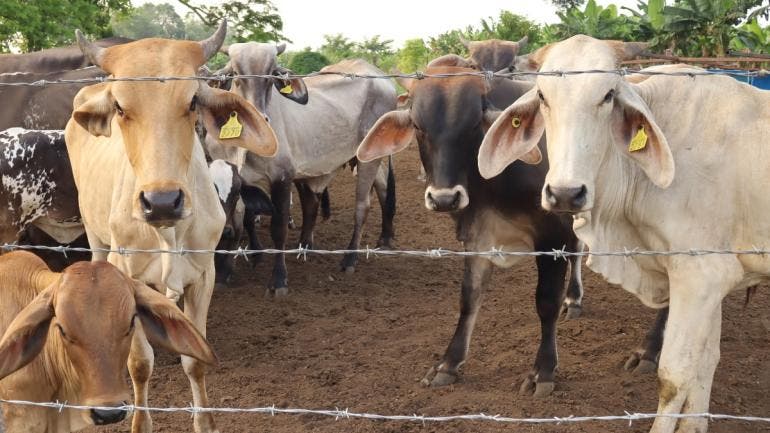 denuncian ganaderos sobrerregulacion gusano barrenador.jpg