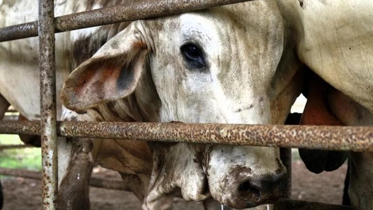 detectan gusano barrenador Tamaulipas.jpg