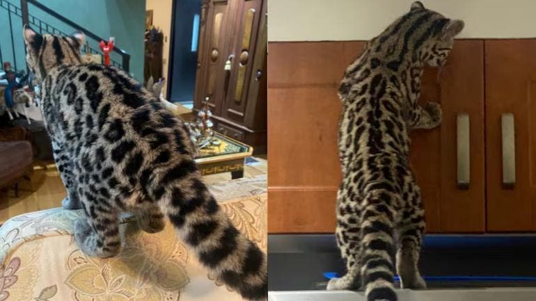 De acuerdo con el reporte oficial, un vecino de la colonia Paseo de las Lomas solicitó el apoyo de la Policía tras localizar al felino silvestre al interior de su domicilio