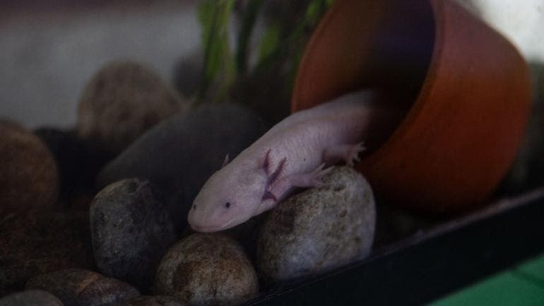 repite UNAM campana adopcion ajolote Xochimilco.jpg