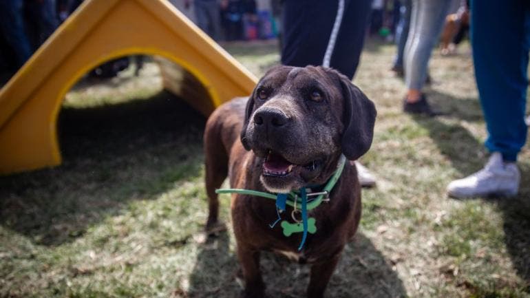 cancelan CDMX supervision animales Refugio Franciscano.jpg