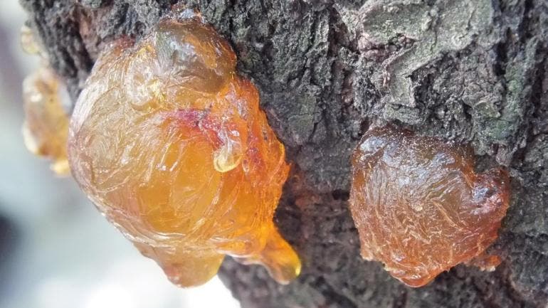 descubren cientificos nueva especie arbol Chiapas.jpg