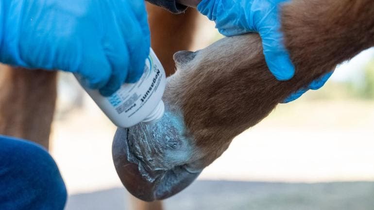 detectan barrenador Michoacan.jpg