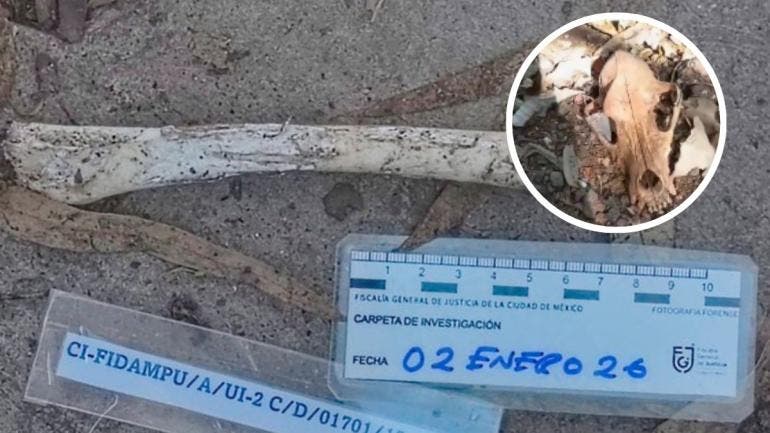 La Fiscalía capitalina informó que, de un conteo preliminar, al menos 798 animales presentaban afectaciones compatibles con maltrato, mientras que 21 animales murieron fuera del inmueble