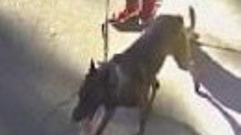 perro ataca mata mascota Gabriel Quadri.jpg