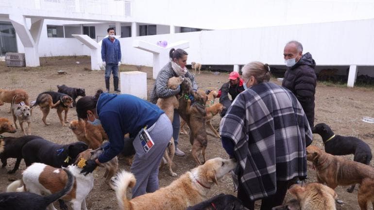 priorizara Sedema adopcion sobre devolucion franciscanitos.jpg