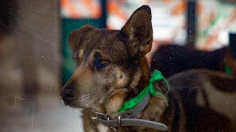 La Jefa de Gobierno detalló que el primer punto de la propuesta busca definir qué es un albergue, establecer sus diferencias, características y condiciones espaciales.