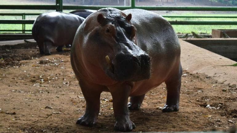“Rufino”, un ejemplar macho de hipopótamo del Nilo 