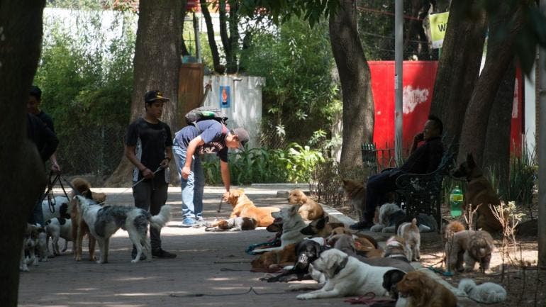 laguna legal traer perros usando celular.jpg