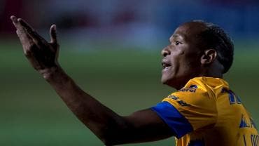 tigres