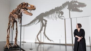 El esqueleto de un dinosaurio de hace 77 millones de años, a subasta en EU.