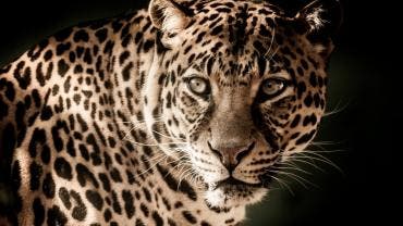 Leopardo