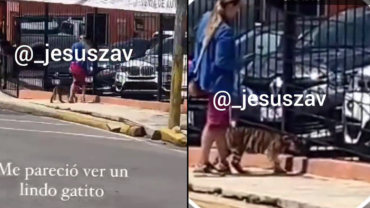 Captan a mujer paseando a su pequeño tigre en Puebla