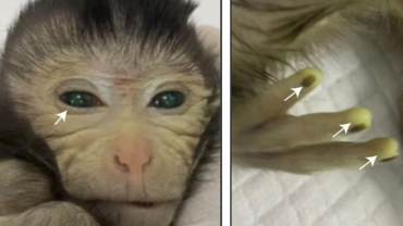  Créditos: EFE/ Cell/Cao et al