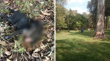 Asesino serial de perros