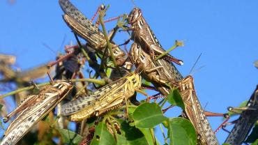 Plaga de langostas en Edomex