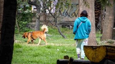 Bosque Nativitas asesino perros Xochimilco