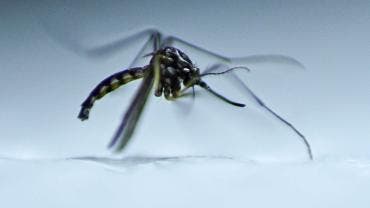 Dengue millón de casos