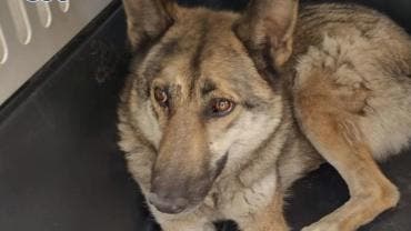 GAM perro lobo checoslovaco