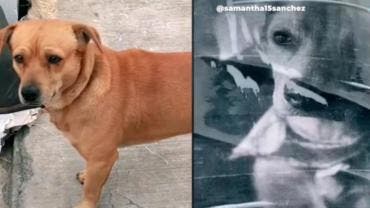 perros