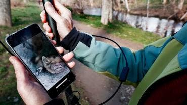 Murciélagos hibernación