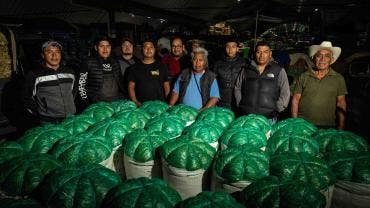 romeritos Mixquic Ceda