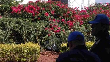 Encuentran cuerpo sin vida en jardineras del Zócalo capitalino