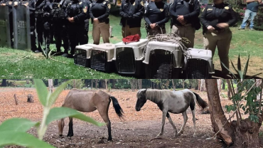  rescata a dos yeguas y tres gatos en Xochimilco