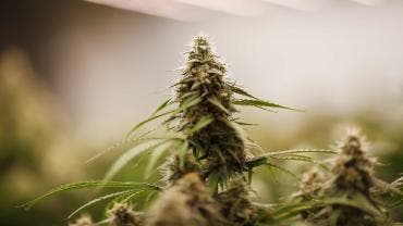 Marihuana legal en EU