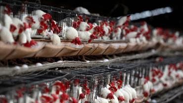 tercer caso humano gripe aviar EU