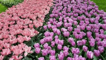 Xochimilco tulipanes holandeses