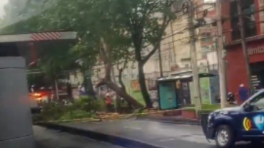 Árbol cae sobre Xola