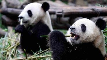 China presenta primer oso panda virtual impulsado por IA 