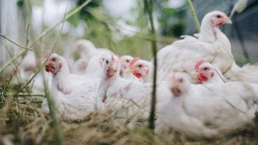 OMS pide estar alerta tras la primera muerte por gripe aviar en México 